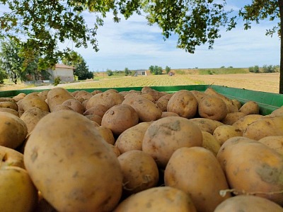 Borsa Patate di Bologna: carenze produttive e aumento dei costi faranno impennare i prezzi Borsa Patate di Bologna: carenze produttive e aumento dei costi faranno impennare i prezzi