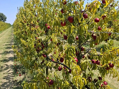 Apofruit chiede interventi strutturali per l’emergenza caldo e siccità da Nord a Sud Apofruit chiede interventi strutturali per l’emergenza caldo e siccità da Nord a Sud