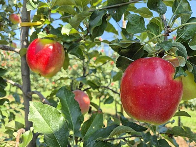 Sambóa: al via la campagna commerciale melicola 2026/2027 con una produzione in crescita Sambóa: al via la campagna commerciale melicola 2026/2027 con una produzione in crescita