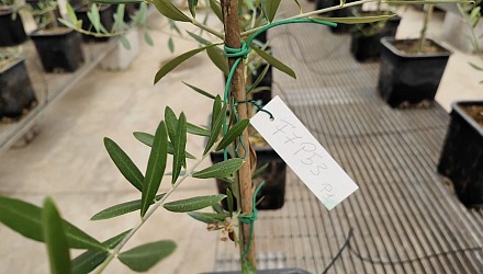 Video: Salov sigla una partnership per contrastare la Xylella fastidiosa Video: Salov sigla una partnership per contrastare la Xylella fastidiosa